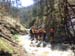Canyoning6